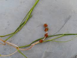 Attēlu rezultāti vaicājumam “Stuckenia pectinata”