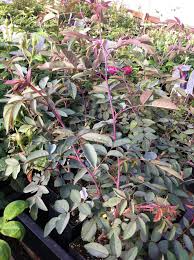 Attēlu rezultāti vaicājumam “Rosa glauca”