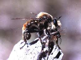 Attēlu rezultāti vaicājumam “Laphria gibbosa”