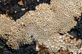 Attēlu rezultāti vaicājumam “Merismodes anomala”