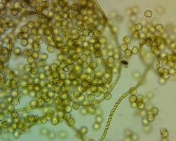 Attēlu rezultāti vaicājumam “Trichia varia”