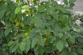 Attēlu rezultāti vaicājumam “Chionanthus virginicus leaf”