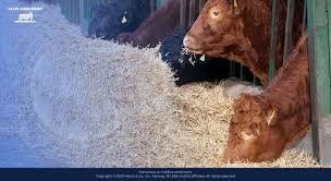 Image result for ganado bovino