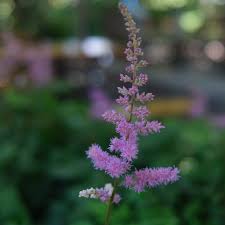 Attēlu rezultāti vaicājumam “Astilbe chinensis”