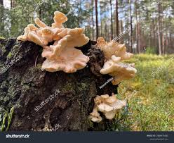 Attēlu rezultāti vaicājumam “Hericium cirrhatum”