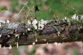 Attēlu rezultāti vaicājumam “Cribraria vulgaris stalked”