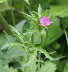Attēlu rezultāti vaicājumam “Geranium dissectum leaf”