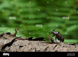 Attēlu rezultāti vaicājumam “Oryctes nasicornis male”