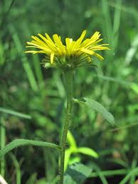 Image result for Inula hirta