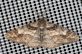 Attēlu rezultāti vaicājumam “Cleora cinctaria”