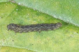 Attēlu rezultāti vaicājumam “Herminia tarsicrinalis”