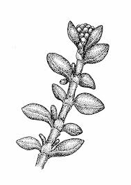 Attēlu rezultāti vaicājumam “Herniaria glabra flower”