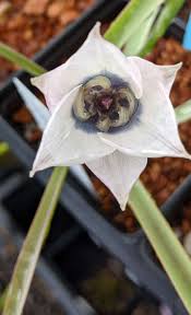Attēlu rezultāti vaicājumam “Betula humilis female flower”