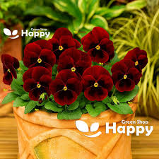 Image result for Viola x wittrockiana `Hiemalis`