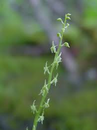 Attēlu rezultāti vaicājumam “Malaxis monophyllos flower”