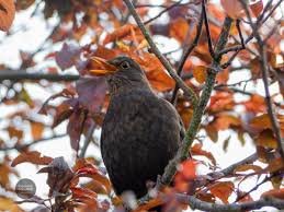 Attēlu rezultāti vaicājumam “Turdus merula”