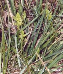 Attēlu rezultāti vaicājumam “Herminium monorchis leaf”