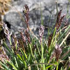 Attēlu rezultāti vaicājumam “Sesleria caerulea”