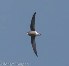 Image result for Hirundapus caudacutus