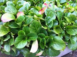 Attēlu rezultāti vaicājumam “Bergenia crassifolia”