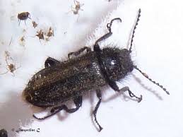 Attēlu rezultāti vaicājumam “Dasytidae”