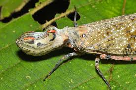 Attēlu rezultāti vaicājumam “Fuligo licentii macro”