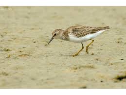 Image result for Calidris minutilla