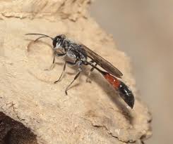 Attēlu rezultāti vaicājumam “Crabronidae”