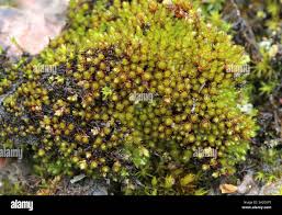 Attēlu rezultāti vaicājumam “Bryum pallens sporophyte”