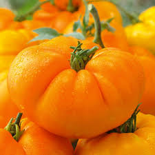Afbeeldingsresultaat voor amana orange beefsteak tomato