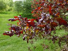 Attēlu rezultāti vaicājumam “Quercus robur fo. pectinata”