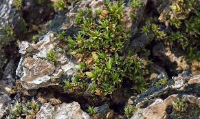 Attēlu rezultāti vaicājumam “Orthotrichum diaphanum”