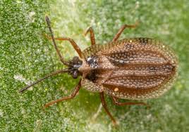 Attēlu rezultāti vaicājumam “Acalypta carinata”