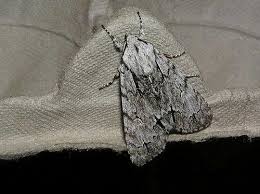 Attēlu rezultāti vaicājumam “Acronicta cuspis”