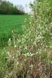 Attēlu rezultāti vaicājumam “Amelanchier spicata”