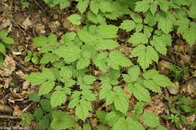 Attēlu rezultāti vaicājumam “Actaea spicata”