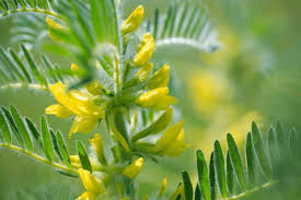 Attēlu rezultāti vaicājumam “Astragalus danicus fruit”