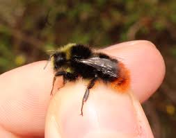 Attēlu rezultāti vaicājumam “Bombus lapidarius”