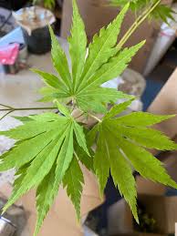 Attēlu rezultāti vaicājumam “Acer pseudosieboldianum”