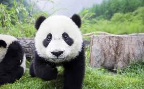 Résultat de recherche d'images pour "pandas"