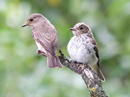Attēlu rezultāti vaicājumam “Muscicapa striata juvenile”