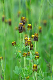 Attēlu rezultāti vaicājumam “Trifolium spadiceum flower”