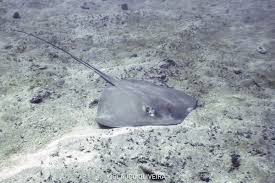 Image result for Hypanus longus