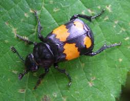 Attēlu rezultāti vaicājumam “Nicrophorus vespilloides”