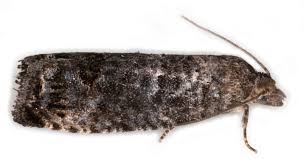 Attēlu rezultāti vaicājumam “Spilonota ocellana”