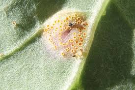Attēlu rezultāti vaicājumam “Puccinia poarum”