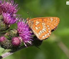 Attēlu rezultāti vaicājumam “Euphydryas maturna upperside”