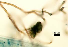 Attēlu rezultāti vaicājumam “Enteridium corticatum spores”