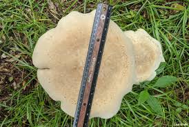 Image result for macrocybe titans