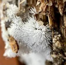 Attēlu rezultāti vaicājumam “Ceratiomyxa fruticulosa young”